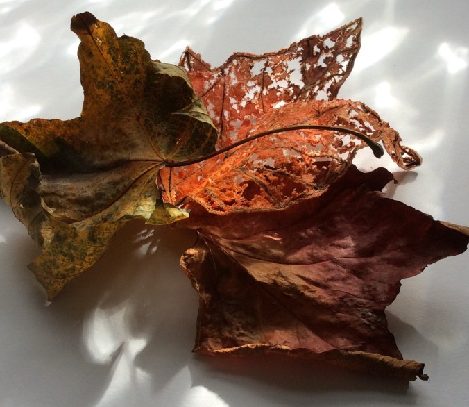 Three Autumn leaves, two real, the other handmade.