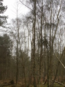 The woods at Woodhall Spa